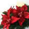 Set of 3: Vibrant Red Velvet Poinsettia Flower Stems | 11" Wide | 10 Lifelike Silk Petals | Festive Holiday Decor | Christmas Flowers | Home & Office Decor